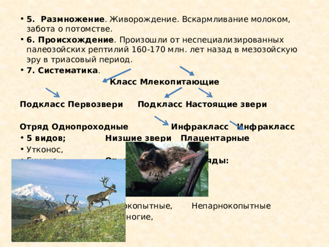5. Размножение . Живорождение. Вскармливание молоком, забота о потомстве. 6. Происхождение . Произошли от неспециализированных палеозойских рептилий 160-170 млн. лет назад в мезозойскую эру в триасовый период. 7. Систематика . Класс Млекопитающие Подкласс Первозвери   Подкласс Настоящие звери Отряд Однопроходные  Инфракласс  Инфракласс 5 видов;   Низшие звери  Плацентарные Утконос,     Ехидна,   Отряд Сумчатые   Отряды:  Проехидна      Насекомоядные,       Рукокрылые,       Грызуны,       Зайцеобразные,        Парнокопытные,        Непарнокопытные       Китообразные,        Ластоногие,       Хищные 