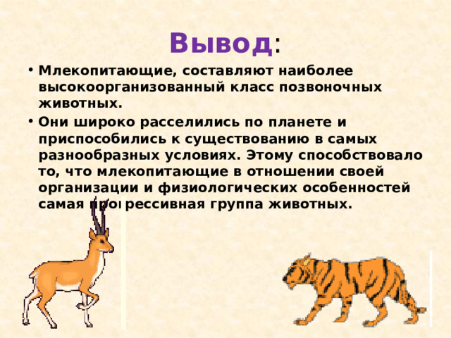 Вывод : Млекопитающие, составляют наиболее высокоорганизованный класс позвоночных животных. Они широко расселились по планете и приспособились к существованию в самых разнообразных условиях. Этому способствовало то, что млекопитающие в отношении своей организации и физиологических особенностей самая прогрессивная группа животных. 
