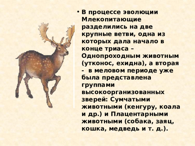 В процессе эволюции Млекопитающие разделились на две крупные ветви, одна из которых дала начало в конце триаса – Однопроходным животным (утконос, ехидна), а вторая - в меловом периоде уже была представлена группами высокоорганизованных зверей: Сумчатыми животными (кенгуру, коала и др.) и Плацентарными животными (собака, заяц, кошка, медведь и т. д.). 