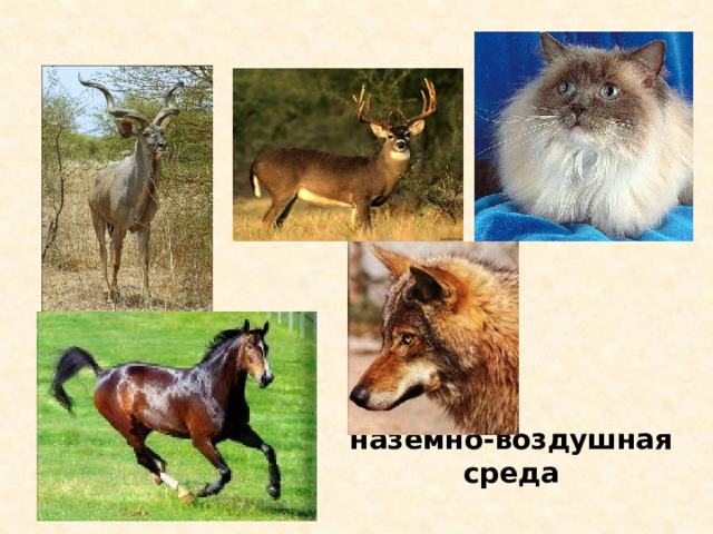 наземно-воздушная среда 