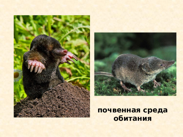 почвенная среда обитания 
