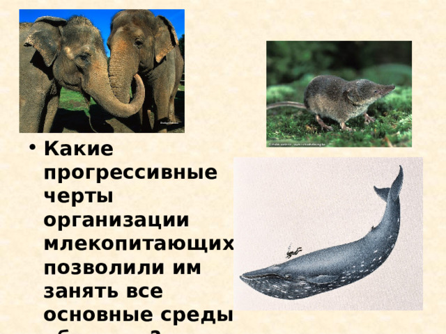 Какие прогрессивные черты организации млекопитающих позволили им занять все основные среды обитания? 