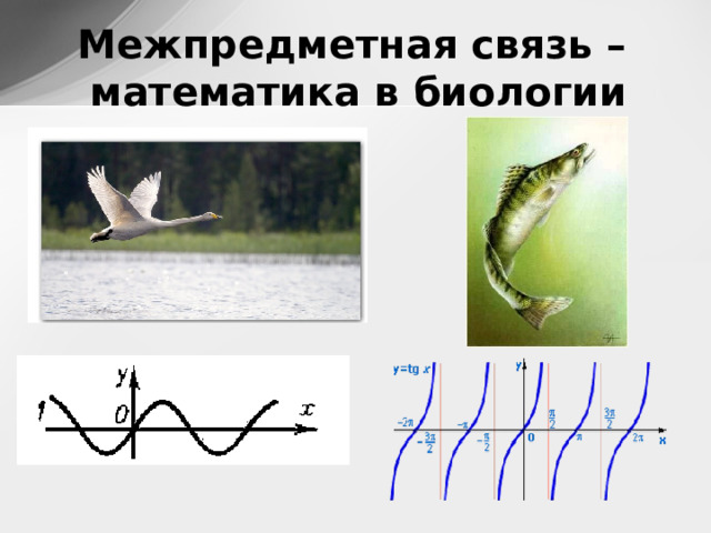 Межпредметная связь – математика в биологии 