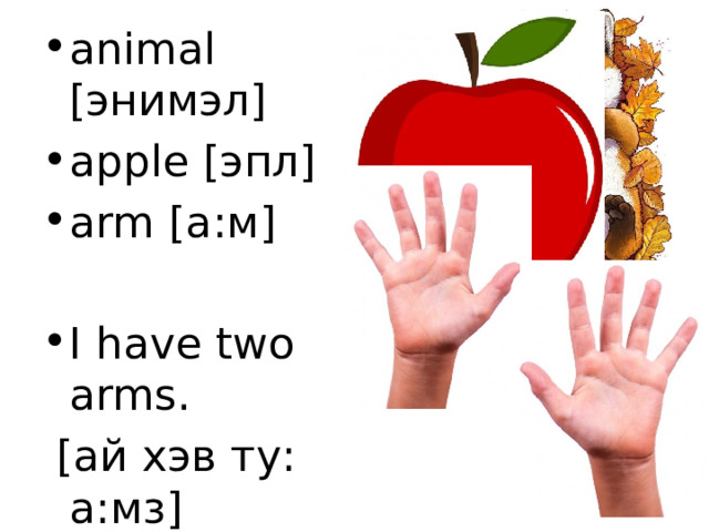 animal [энимэл] apple [эпл] arm [а:м] I have two arms.  [ай хэв ту: а:мз] 