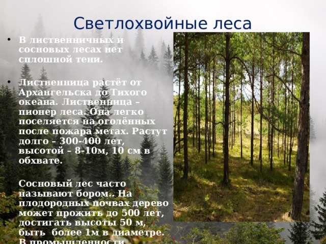 Светлохвойные леса В лиственничных и сосновых лесах нет сплошной тени.  Лиственница растёт от Архангельска до Тихого океана. Лиственница – пионер леса. Она легко поселяется на оголённых после пожара метах. Растут долго – 300-400 лет, высотой – 8-10м, 10 см в обхвате.  Сосновый лес часто называют бором.. На плодородных почвах дерево может прожить до 500 лет, достигать высоты 50 м, быть более 1м в диаметре. В промышленности используется не только ценная сосновая древесина, но и смола и хвоя.  