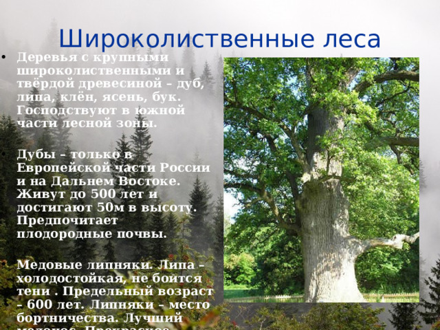 Широколиственные леса Деревья с крупными широколиственными и твёрдой древесиной – дуб, липа, клён, ясень, бук. Господствуют в южной части лесной зоны.  Дубы – только в Европейской части России и на Дальнем Востоке. Живут до 500 лет и достигают 50м в высоту. Предпочитает плодородные почвы.  Медовые липняки. Липа – холодостойкая, не боится тени . Предельный возраст – 600 лет. Липняки – место бортничества. Лучший медонос. Прекрасное декоративное дерево.  