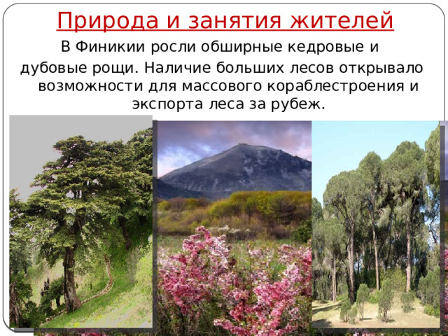 Природа и занятия жителей В Финикии росли обширные кедровые и дубовые рощи. Наличие больших лесов открывало возможности для массового кораблестроения и экспорта леса за рубеж. Автор: Михайлова Н.М.- преподаватель МАОУ «Лицей № 21» 