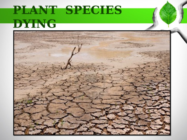 PLANT SPECIES DYING 