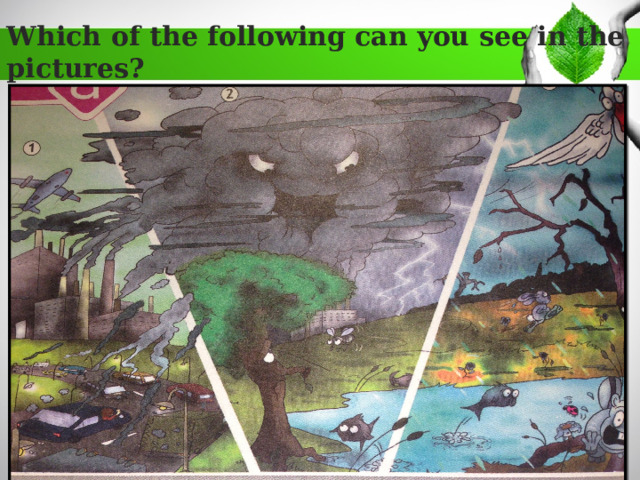Which of the following can you see in the pictures?   