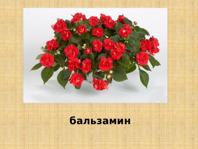 бальзамин 