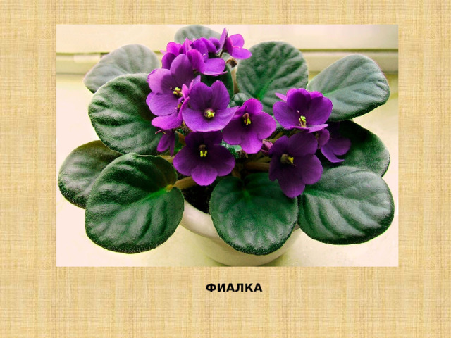 ФИАЛКА 