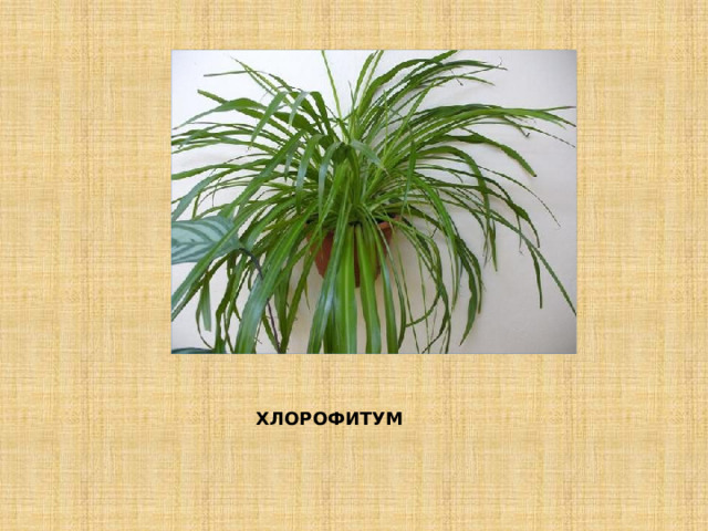 ХЛОРОФИТУМ 