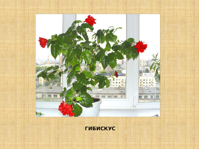 ГИБИСКУС 