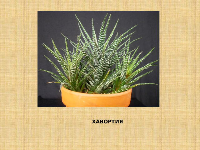 ХАВОРТИЯ 