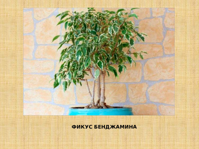 ФИКУС БЕНДЖАМИНА 