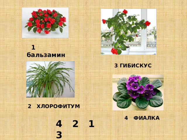  1 бальзамин 3 ГИБИСКУС 2 ХЛОРОФИТУМ 4 ФИАЛКА 4 2 1 3 