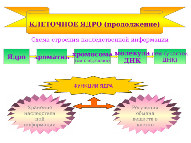 КЛЕТОЧНОЕ ЯДРО (продолжение)  Схема строения наследственной информации Ядро хроматин хромосома (см след.слайд) молекула ДНК ген (участок ДНК) ФУНКЦИИ ЯДРА Хранение наследственной информации Регуляция обмена веществ в клетке 