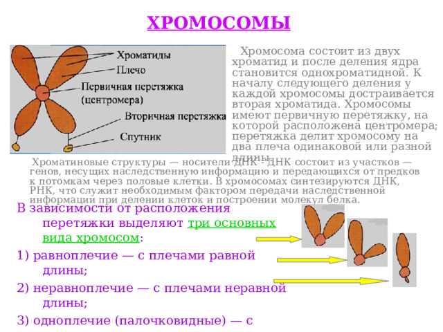 ХРОМОСОМЫ  Хромосома состоит из двух хроматид и после деления ядра становится однохроматидной. К началу следующего деления у каждой хромосомы достраивается вторая хроматида. Хромосомы имеют первичную перетяжку, на которой расположена центромера; перетяжка делит хромосому на два плеча одинаковой или разной длины.   Хроматиновые структуры — носители ДНК - ДНК состоит из участков — генов, несущих наследственную информацию и передающихся от предков к потомкам через половые клетки. В хромосомах синтезируются ДНК, РНК, что служит необходимым фактором передачи наследственной информации при делении клеток и построении молекул белка. В зависимости от расположения перетяжки выделяют три основных вида хромосом : 1) равноплечие — с плечами равной длины; 2) неравноплечие — с плечами неравной длины; 3) одноплечие (палочковидные) — с одним длинным и другим очень коротким, едва заметным плечом 