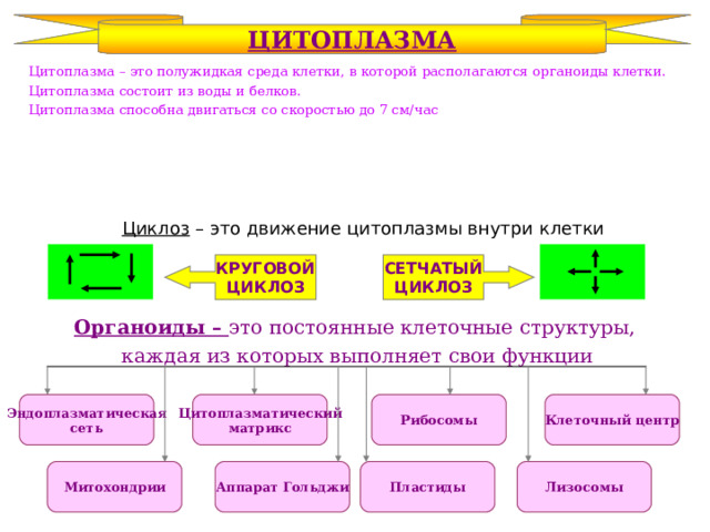 КРУГОВОЙ ЦИКЛОЗ ЦИТОПЛАЗМА  Цитоплазма – это полужидкая среда клетки, в которой располагаются органоиды клетки.  Цитоплазма состоит из воды и белков.  Цитоплазма способна двигаться со скоростью до 7 см/час Циклоз – это движение цитоплазмы внутри клетки СЕТЧАТЫЙ ЦИКЛОЗ Органоиды – это постоянные клеточные структуры, каждая из которых выполняет свои функции Цитоплазматический матрикс Рибосомы Клеточный центр Эндоплазматическая сеть Митохондрии Аппарат Гольджи Пластиды Лизосомы 