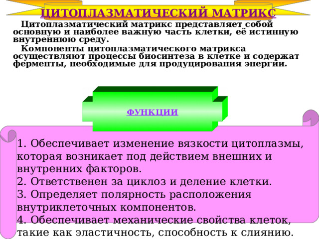ЦИТОПЛАЗМАТИЧЕСКИЙ МАТРИКС  Цитоплазматический матрикс представляет собой основную и наиболее важную часть клетки, её истинную внутреннюю среду.  Компоненты цитоплазматического матрикса осуществляют процессы биосинтеза в клетке и содержат ферменты, необходимые для продуцирования энергии. ФУНКЦИИ 1. Обеспечивает изменение вязкости цитоплазмы, которая возникает под действием внешних и внутренних факторов. 2. Ответственен за циклоз и деление клетки. 3. Определяет полярность расположения внутриклеточных компонентов. 4. Обеспечивает механические свойства клеток, такие как эластичность, способность к слиянию. 