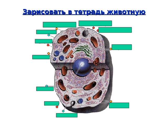Зарисовать в тетрадь животную клетку . 