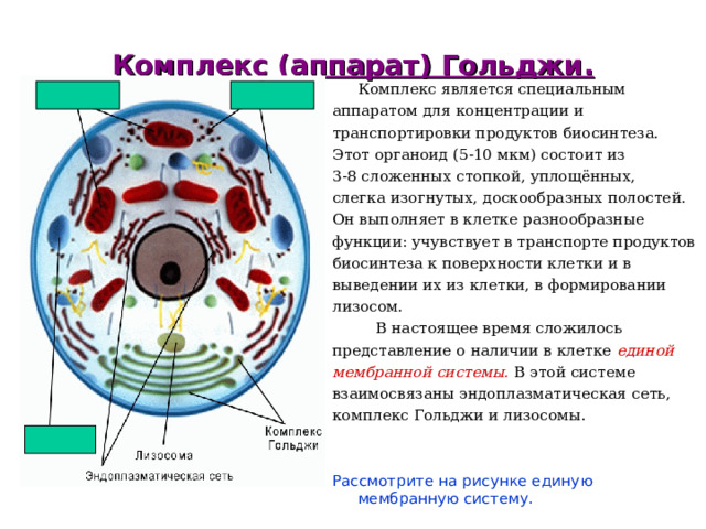 Комплекс (аппарат) Гольджи.  Комплекс является специальным аппаратом для концентрации и транспортировки продуктов биосинтеза. Этот органоид (5-10 мкм) состоит из 3-8 сложенных стопкой, уплощённых, слегка изогнутых, доскообразных полостей. Он выполняет в клетке разнообразные функции: учувствует в транспорте продуктов биосинтеза к поверхности клетки и в выведении их из клетки, в формировании лизосом.  В настоящее время сложилось представление о наличии в клетке единой мембранной системы. В этой системе взаимосвязаны эндоплазматическая сеть, комплекс Гольджи и лизосомы. Рассмотрите на рисунке единую мембранную систему. 