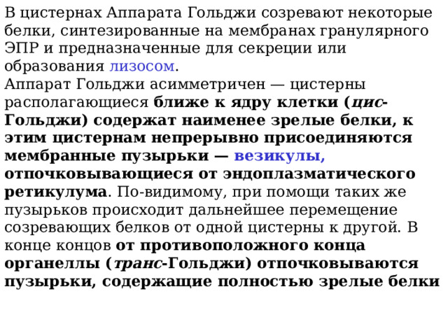 В цистернах Аппарата Гольджи созревают некоторые белки, синтезированные на мембранах гранулярного ЭПР и предназначенные для секреции или образования лизосом . Аппарат Гольджи асимметричен — цистерны располагающиеся ближе к ядру клетки ( цис -Гольджи) содержат наименее зрелые белки, к этим цистернам непрерывно присоединяются мембранные пузырьки — везикулы, отпочковывающиеся от эндоплазматического ретикулума . По-видимому, при помощи таких же пузырьков происходит дальнейшее перемещение созревающих белков от одной цистерны к другой. В конце концов от противоположного конца органеллы ( транс -Гольджи) отпочковываются пузырьки, содержащие полностью зрелые белки  