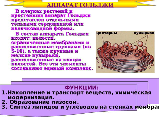 АППАРАТ ГОЛЬДЖИ  В клетках растений и простейших аппарат Гольджи представлен отдельными тельцами серповидной или палочковидной формы.  В состав аппарата Гольджи входят: полости, ограниченные мембранами и расположенные группами (по 5-10), а также крупные и мелкие пузырьки, расположенные на концах полостей. Все эти элементы составляют единый комплекс.  ФУНКЦИИ: Накопление и транспорт веществ, химическая  модернизация.  Образование лизосом.  Синтез липидов и углеводов на стенках мембран  
