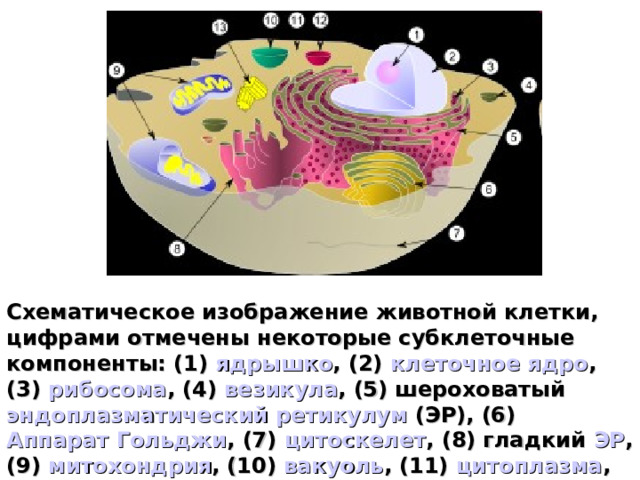 Схематическое изображение животной клетки, цифрами отмечены некоторые субклеточные компоненты: (1) ядрышко , (2) клеточное ядро , (3) рибосома , (4) везикула , (5) шероховатый эндоплазматический ретикулум (ЭР), (6) Аппарат Гольджи , (7) цитоскелет , (8) гладкий ЭР , (9) митохондрия , (10) вакуоль , (11) цитоплазма , (12) лизосома , (13) центриоль  