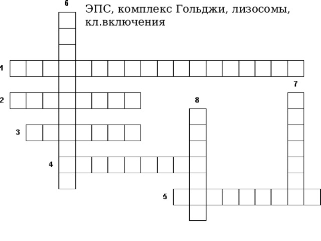 ЭПС, комплекс Гольджи, лизосомы, кл.включения 