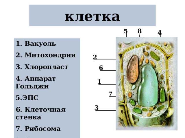 клетка 8 5 4 1. Вакуоль 2. Митохондрия 3. Хлоропласт 4. Аппарат Гольджи 5.ЭПС 6. Клеточная стенка 7. Рибосома 8. Ядро 2 6 1 7 3 