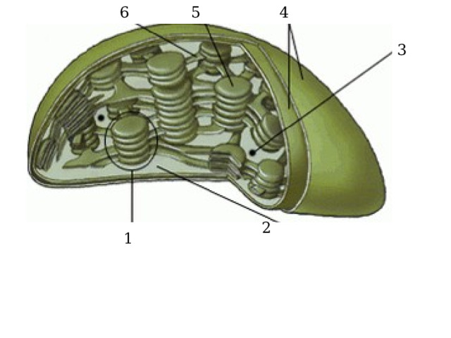 4 5 6 3 2 1 