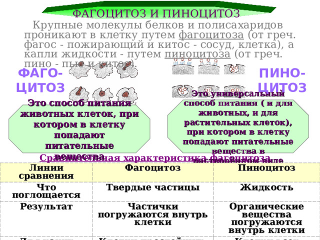 ФАГОЦИТОЗ И ПИНОЦИТОЗ  Крупные молекулы белков и полисахаридов проникают в клетку путем фагоцитоза (от греч. фагос - пожирающий и китос - сосуд, клетка), а капли жидкости - путем пиноцитоза (от греч. пино - пью и китос). ФАГО- ЦИТОЗ ПИНО- ЦИТОЗ Это универсальный способ питания ( и для животных, и для растительных клеток), при котором в клетку попадают питательные вещества в растворённом виде Это способ питания животных клеток, при котором в клетку попадают питательные вещества Сравнительная характеристика фагоцитоза и пиноцитоза Линии сравнения Что поглощается Фагоцитоз Пиноцитоз Твердые частицы Результат Жидкость Для каких клеток характерен Частички погружаются внутрь клетки Органические вещества погружаются внутрь клетки Клетки простейших, животных и человека Клетки всех животных и растений 