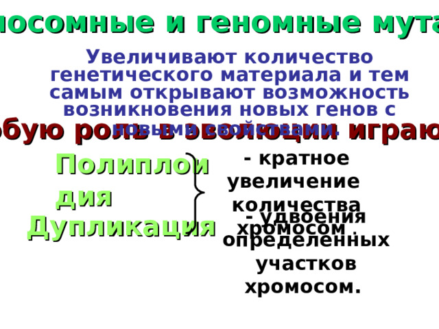 Хромосомные и геномные мутаций. Увеличивают количество генетического материала и тем самым открывают возможность возникновения новых генов с новыми свойствами.  Особую роль в эволюции играют :  - кратное увеличение количества хромосом . Полиплоидия - удвоения определенных участков хромосом.  Дупликация 