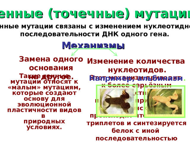 Генные (точечные) мутации. Генные мутации связаны с изменением нуклеотидной последовательности ДНК одного гена.  Механизмы Замена одного основания на другое. Изменение количества нуклеотидов. Такие генные мутации относят к «малым» мутациям, которые создают основу для эволюционной пластичности видов в природных условиях. Этот механизм приводит к более серьёзным последствиям, поскольку при этом во время транскрипции происходит чтение иных триплетов и синтезируется белок с иной последовательностью аминокислот. Поэтому появляются новые признаки и свойства. Например, альбинизм .  