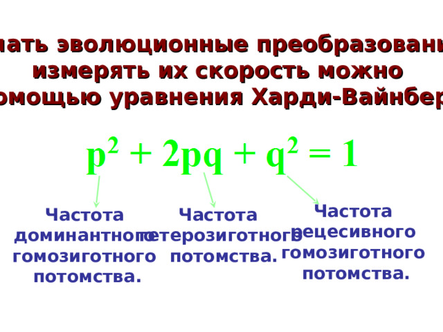 Изучать эволюционные преобразования и измерять их скорость можно с помощью уравнения Харди-Вайнберга : Частота рецесивного гомозиготного потомства. Частота доминантного гомозиготного потомства. Частота гетерозиготного  потомства. 