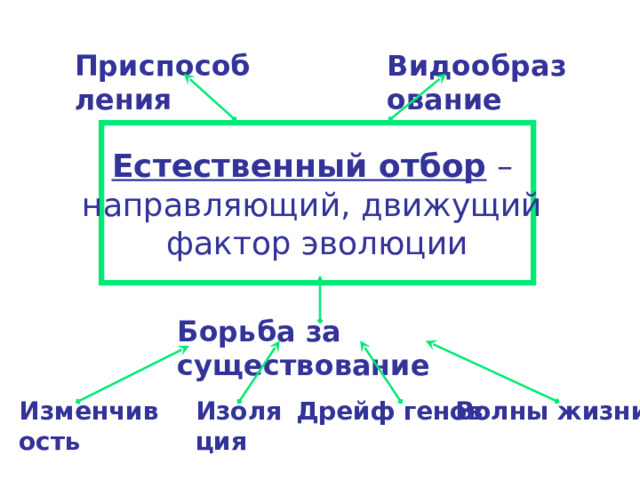 Приспособления Видообразование Естественный отбор – направляющий, движущий фактор эволюции Борьба за существование Изменчивость Изоляция Дрейф генов Волны жизни 