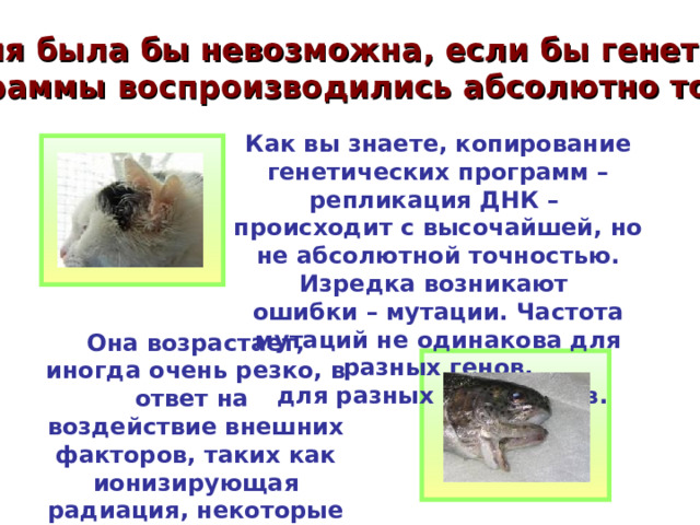 Эволюция была бы невозможна, если бы генетические программы воспроизводились абсолютно точно!   Как вы знаете, копирование генетических программ – репликация ДНК – происходит с высочайшей, но не абсолютной точностью. Изредка возникают ошибки – мутации. Частота мутаций не одинакова для разных генов,  для разных организмов.  Она возрастает, иногда очень резко, в ответ на воздействие внешних факторов, таких как ионизирующая радиация, некоторые химические соединения, вирусы,… 
