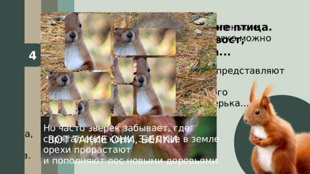 1 2 4 3 Гнездо белки называется «гайно». Белка делает запасы на зиму – она прячет орехи, шишки и грибы в дуплах деревьев или зарывает их в землю. Секрет ловкости  белки – в её  чудо-хвосте  – свой хвост  белка использует  как руль. Хвост зверька  исполняет роль  парашюта: даже  при падении  с 30-метровой  высоты белка останется живой. Белки на нашей планете  существуют около 50 миллионов лет. Белки бывают не только рыжими, но и: Сидит на ветке, а не птица.  Есть рыжий хвост,  а не лисица... Белки — забавные маленькие существа, которых легко можно встретить в природе. Большинство людей представляют  белку, как запасливого  и хозяйственного зверька…  а ещё они проворны  и любопытны! А ЧТО ЕЩЁ  МЫ ЗНАЕМ О НИХ? Белки бывают не только рыжими, но и: Белка обустраивает гнездо в дупле  дерева. Если нет подходящего дупла, зверьки строят свое жилище между  веток дерева, на высоте 7-12 метров. Но часто зверек забывает, где спрятал свой корм. Забытые в земле орехи прорастают  и пополняют лес новыми деревьями. ВОТ ТАКИЕ ОНИ, БЕЛКИ белыми серыми черными 