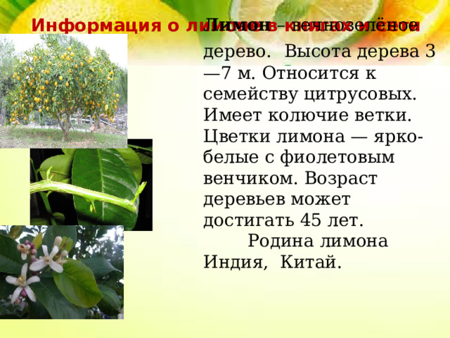Лимон  – вечнозелёное дерево.  Высота дерева 3—7 м. Относится к семейству цитрусовых. Имеет колючие ветки. Цветки лимона — ярко-белые с фиолетовым венчиком. Возраст деревьев может достигать 45 лет. Родина лимона Индия, Китай. Информация о лимоне в книгах и сети Интернет 