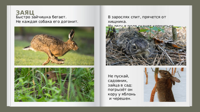 ЗАЯЦ Быстро зайчишка бегает. В зарослях спит, прячется от хищника. Не каждая собака его до­гонит. Из лесу в поле скачет кормиться. Не пускай, садовник, зайца в сад: погрызёт он ко­ру у яблонь  и черешен. 