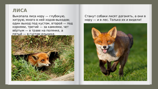 ЛИСА Выкопала лиса нору — глубокую, хитрую, много в ней ходов-выходов; один выход под кустом, второй — под корнями, третий — за камнями, чет­вёртым — в траве на полянке, а пятый — в густом ельнике. Станут собаки лисят догонять, а они в нору — и в лес. Только их и видели! 