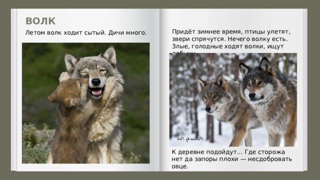 ВОЛК Придёт зимнее время, птицы улетят, звери спря­чутся. Нечего волку есть. Злые, голодные ходят вол­ки, ищут добычу. Летом волк ходит сытый. Дичи много. К деревне подойдут… Где сторожа нет да запоры плохи — несдобровать овце. 