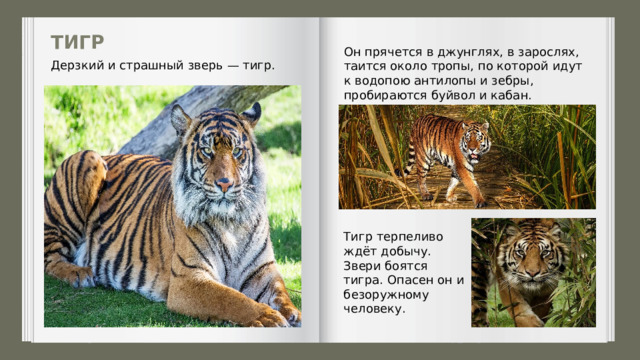 ТИГР Он прячется в джунглях, в зарослях, таится около тропы, по ко­торой идут к водопою антилопы и зебры, пробираются буйвол и кабан. Дерзкий и страшный зверь — тигр. Тигр терпеливо ждёт добычу. Звери боятся тигра. Опасен он и безоружному человеку. 