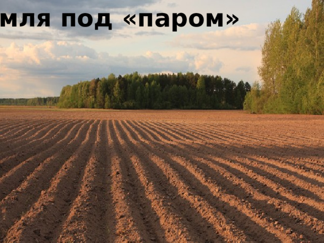 яровые посевы земля под «паром» 