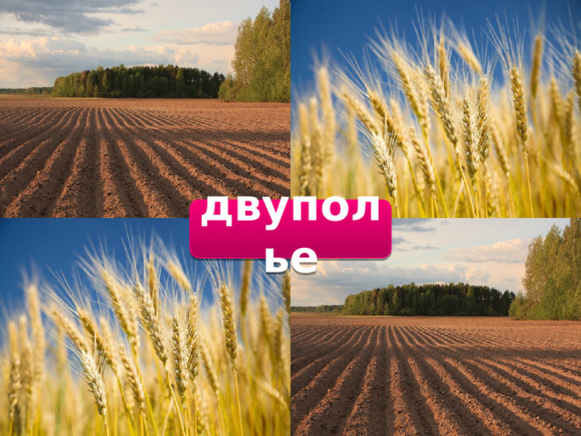 двуполье 