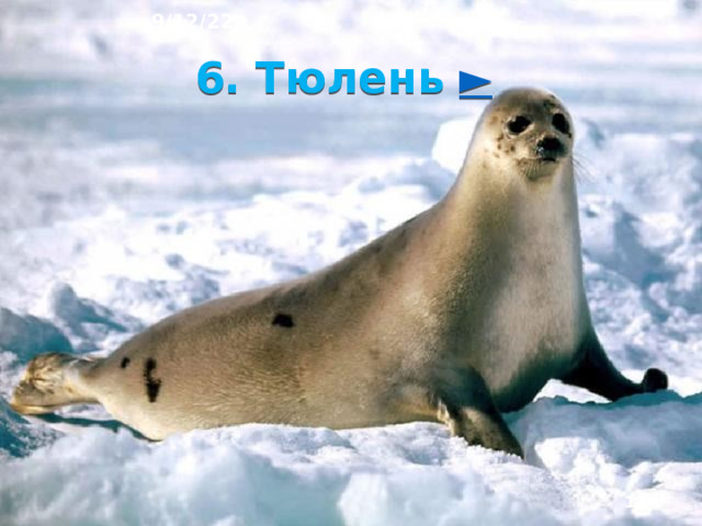 9/12/22 5. Белый медведь ►   