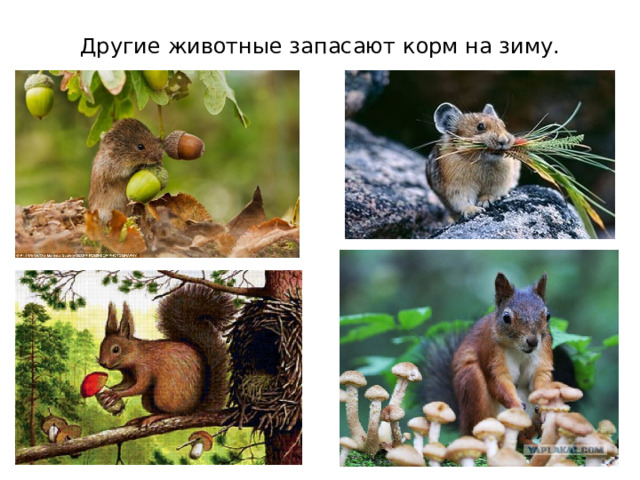 Другие животные запасают корм на зиму. 