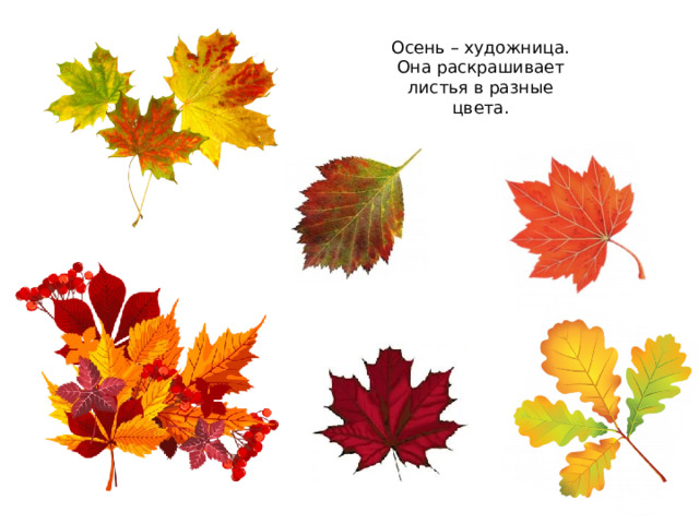 Осень – художница. Она раскрашивает листья в разные цвета. 
