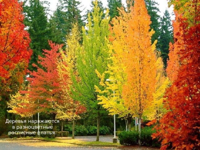 Деревья наряжаются в разноцветные расписные платья. 